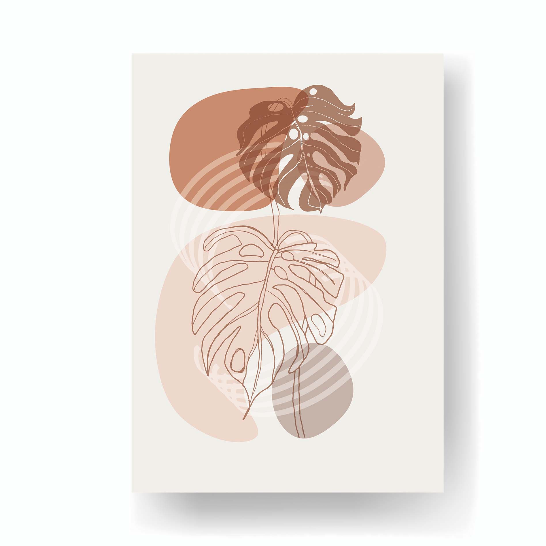 Monstera - C - Klasika