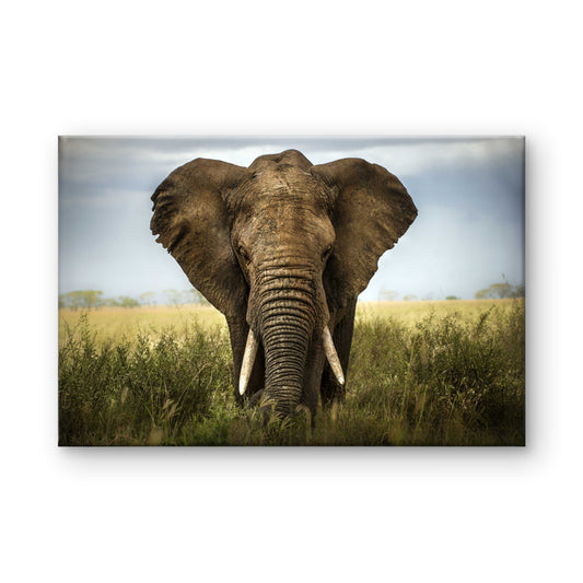Savanna Majesty